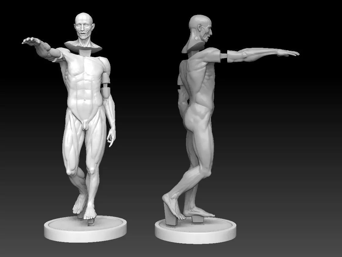 Houdon Ecorche STL model with FBX file 3D print model_0