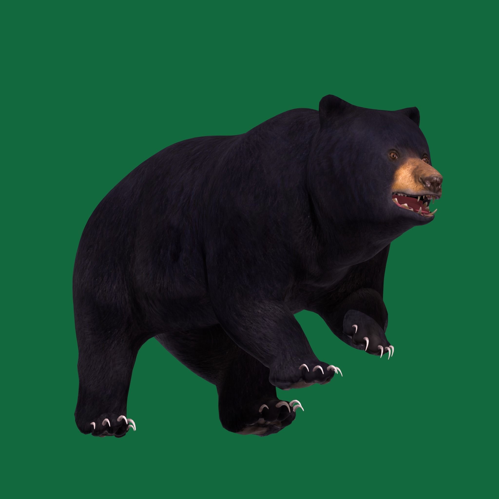 Louisiana Black Bear 3D model_23