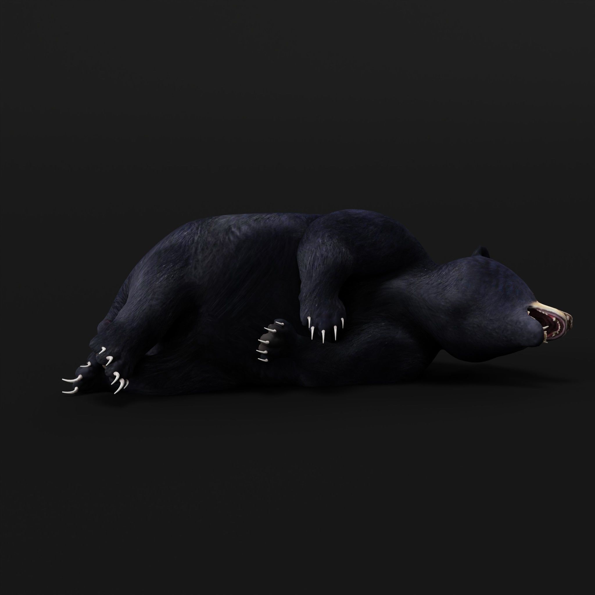 Louisiana Black Bear 3D model_12