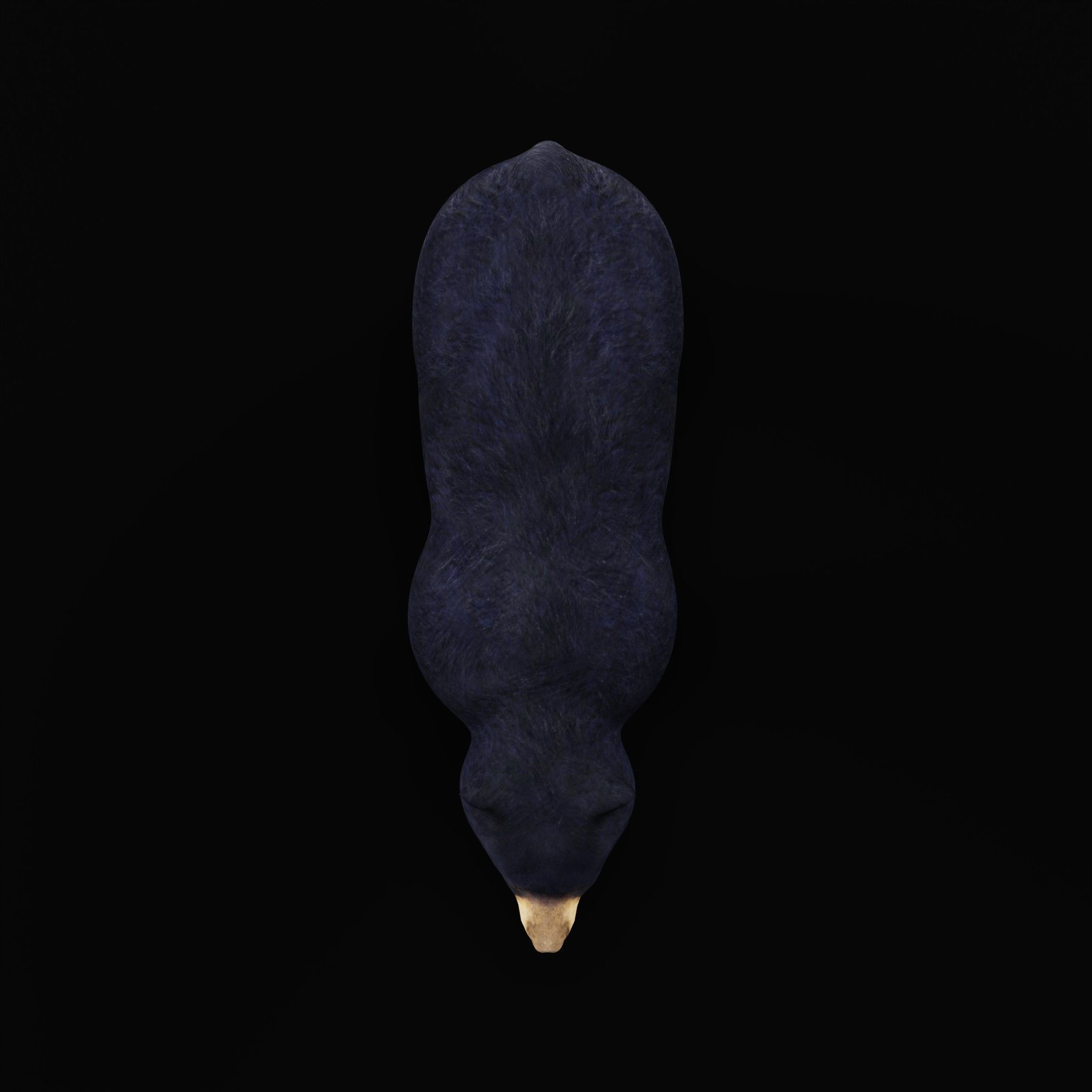 Louisiana Black Bear 3D model_6