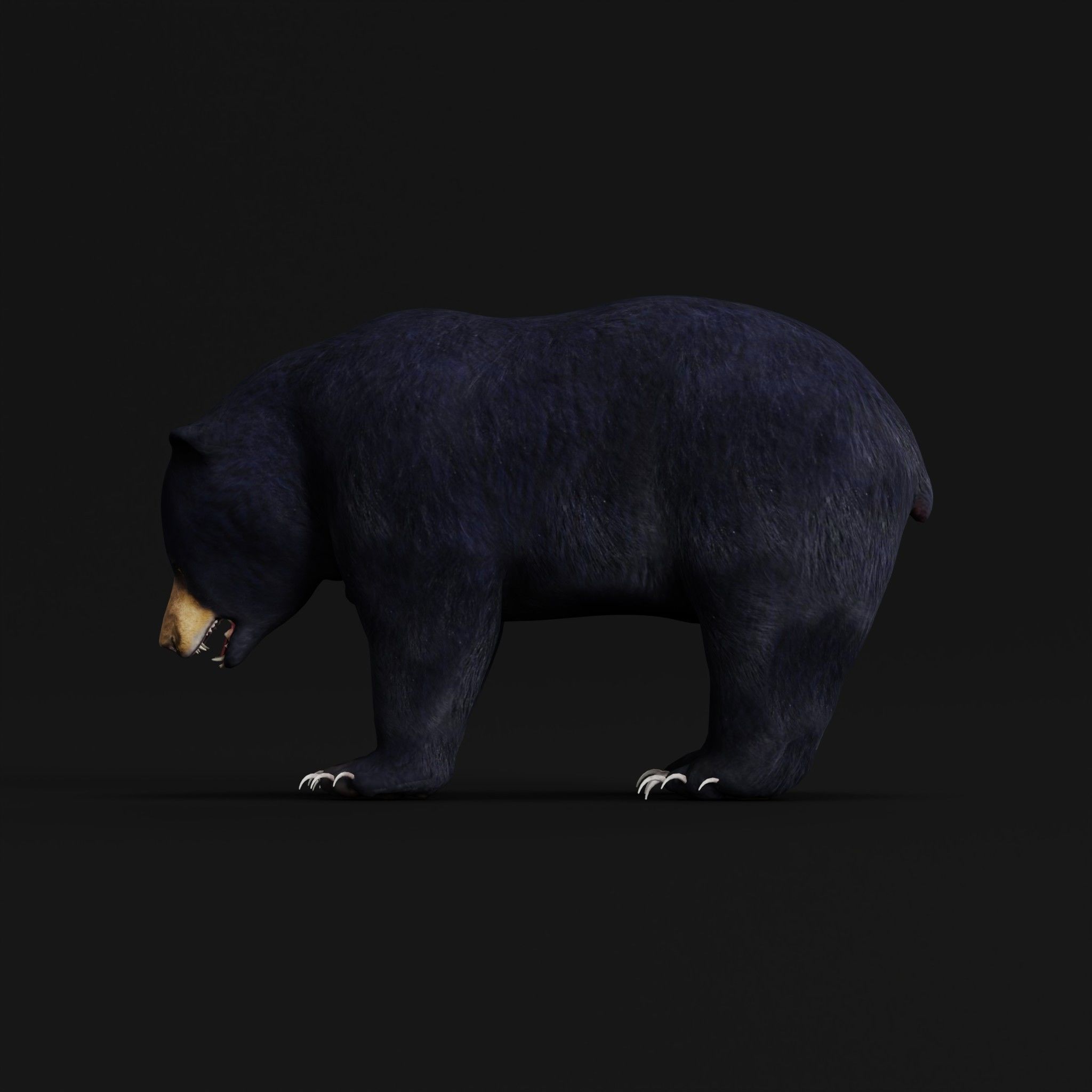 Louisiana Black Bear 3D model_8