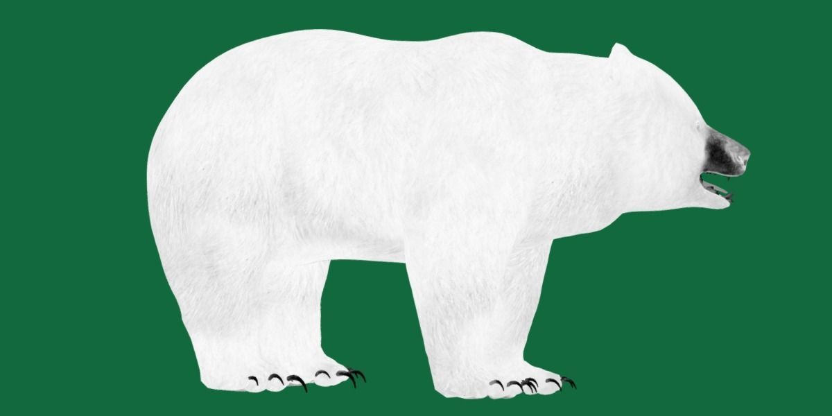 Louisiana Black Bear 3D model_14