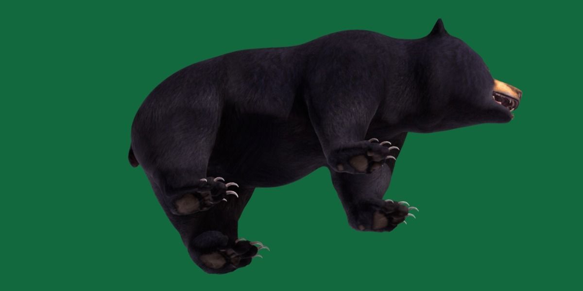 Louisiana Black Bear 3D model_16
