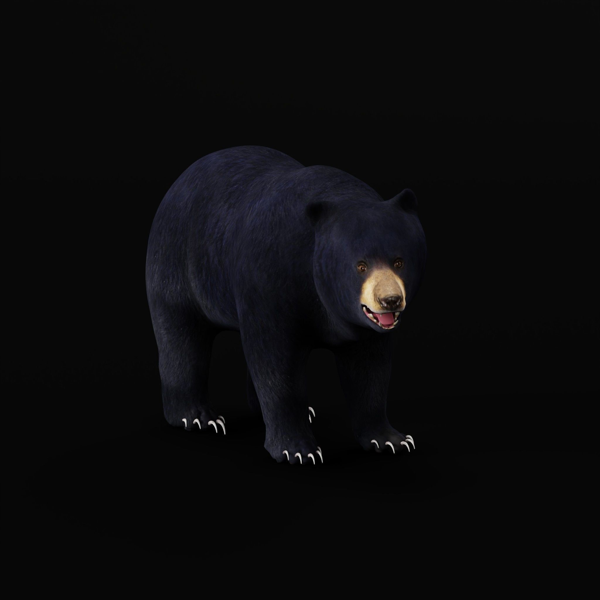 Louisiana Black Bear 3D model_7
