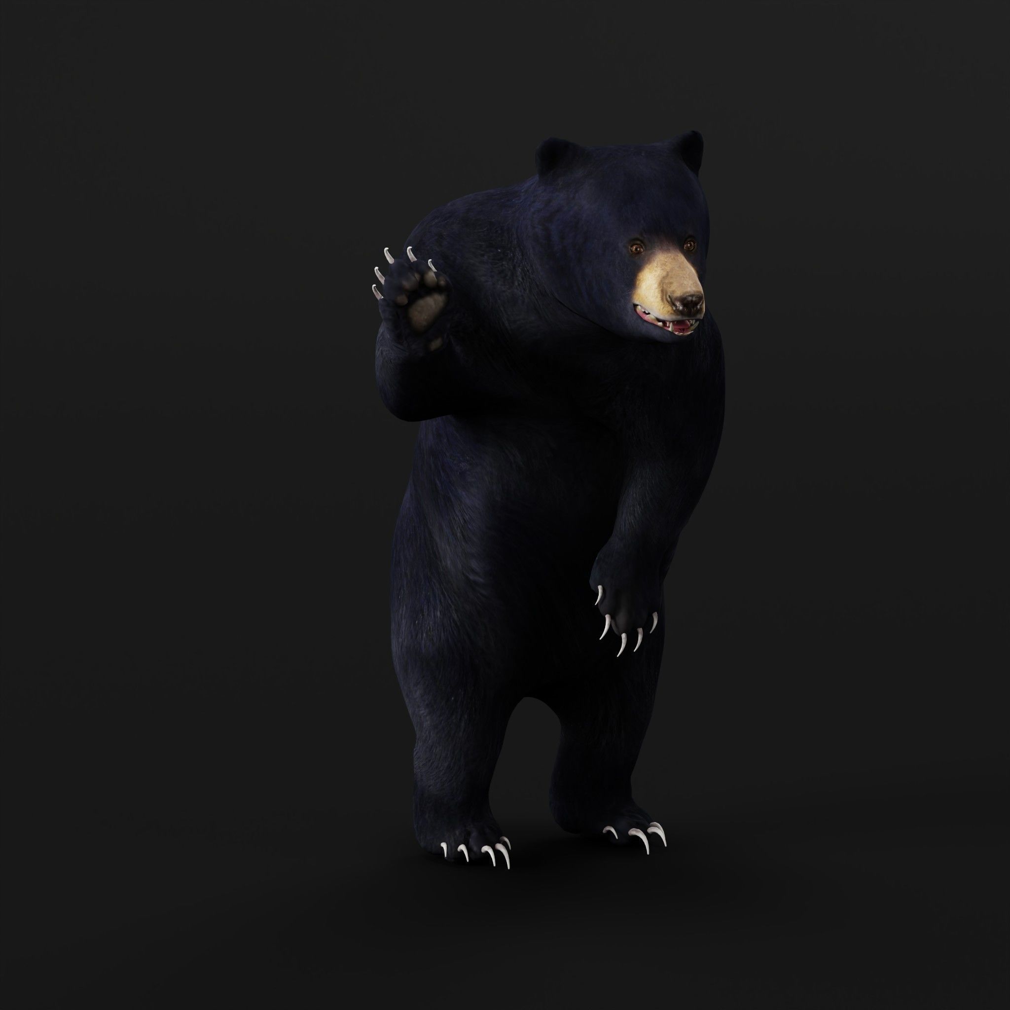 Louisiana Black Bear 3D model_9
