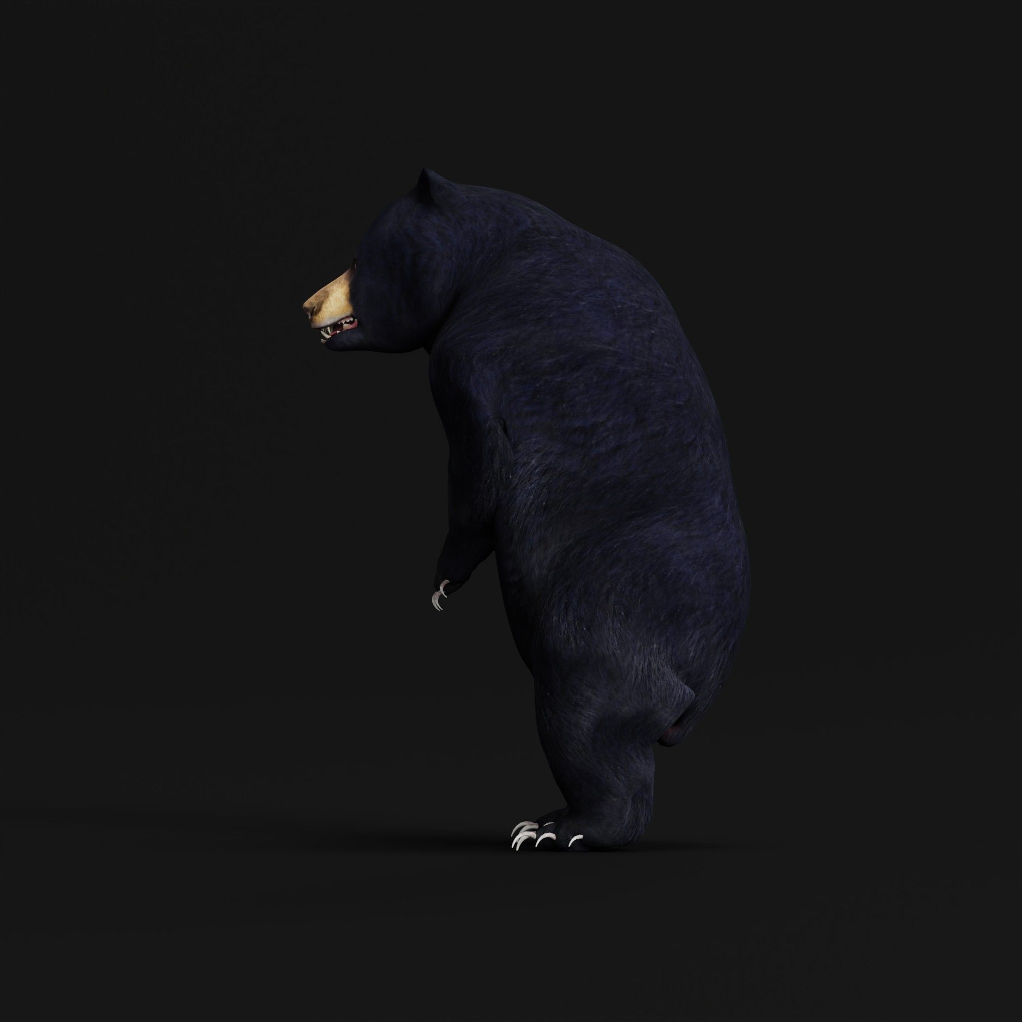 Louisiana Black Bear 3D model_11