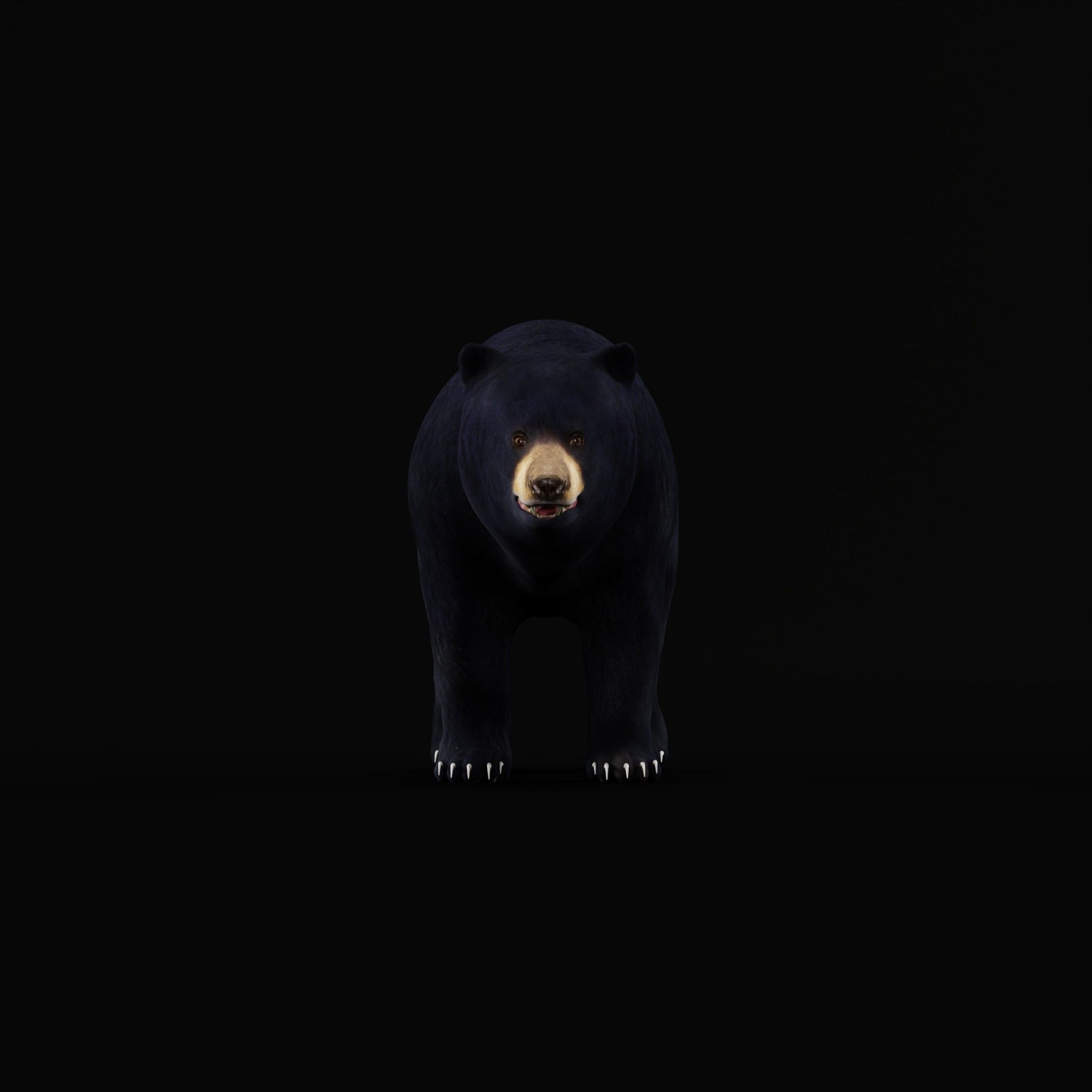 Louisiana Black Bear 3D model_4