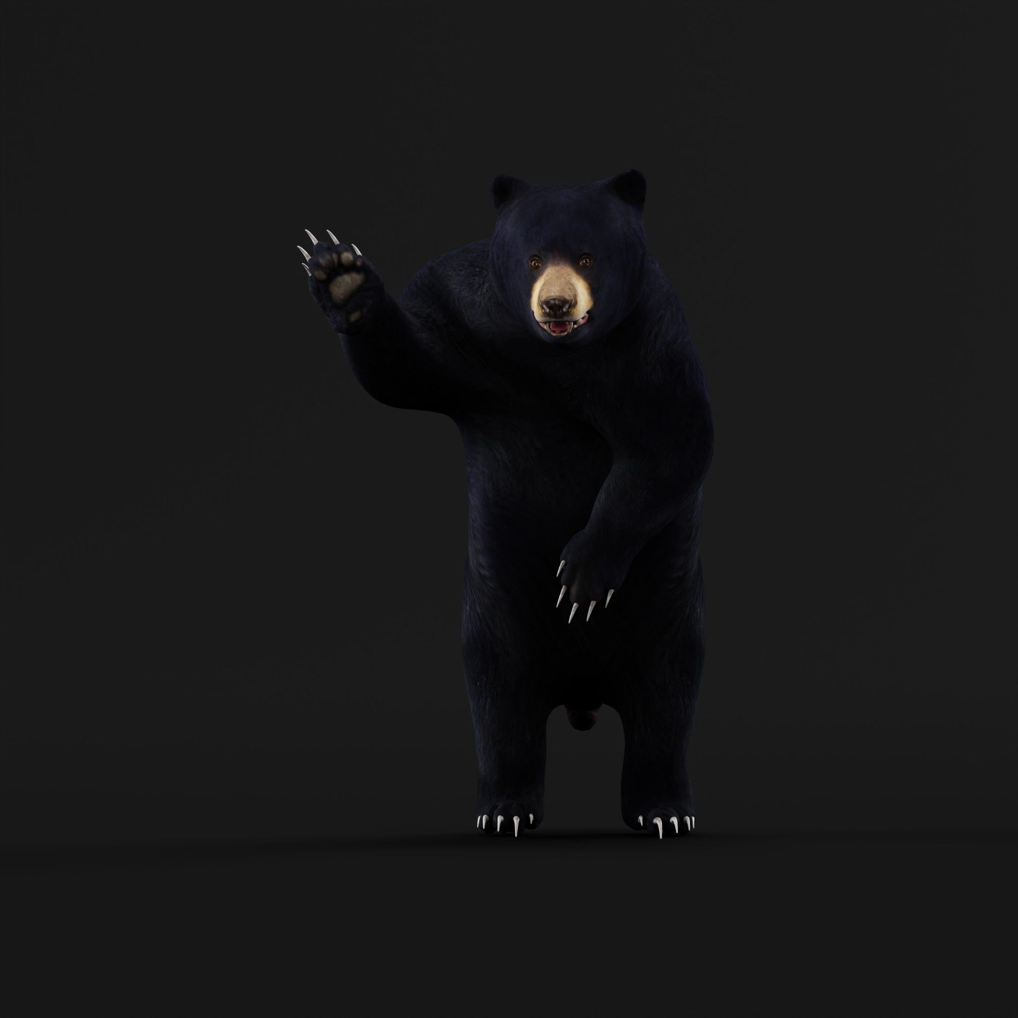 Louisiana Black Bear 3D model_10