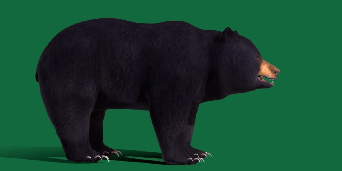 Louisiana Black Bear 3D model_24