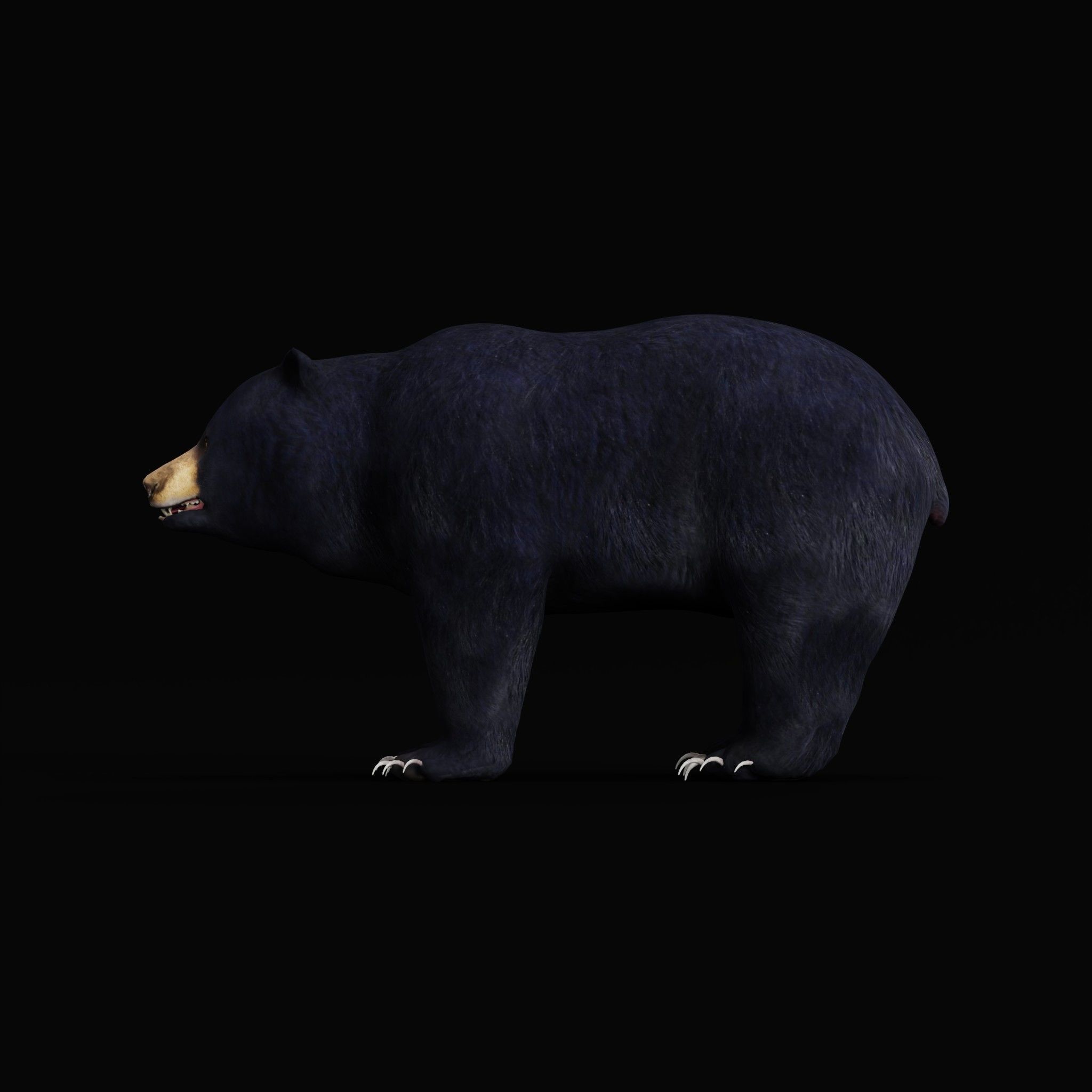 Louisiana Black Bear 3D model_5