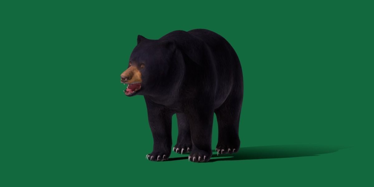 Louisiana Black Bear 3D model_21