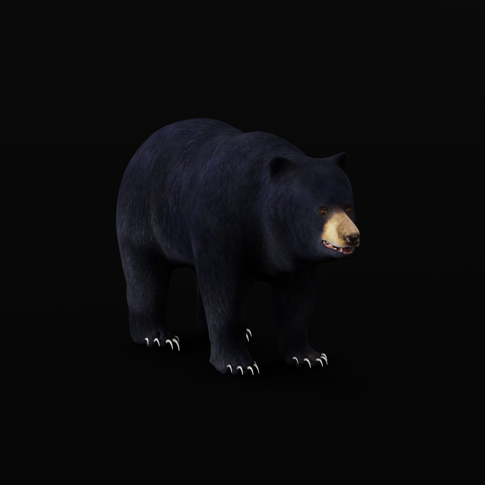 Louisiana Black Bear 3D model_3