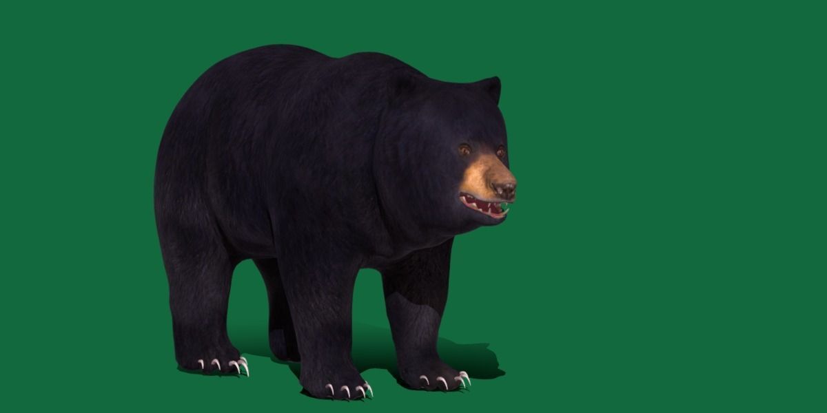 Louisiana Black Bear 3D model_13