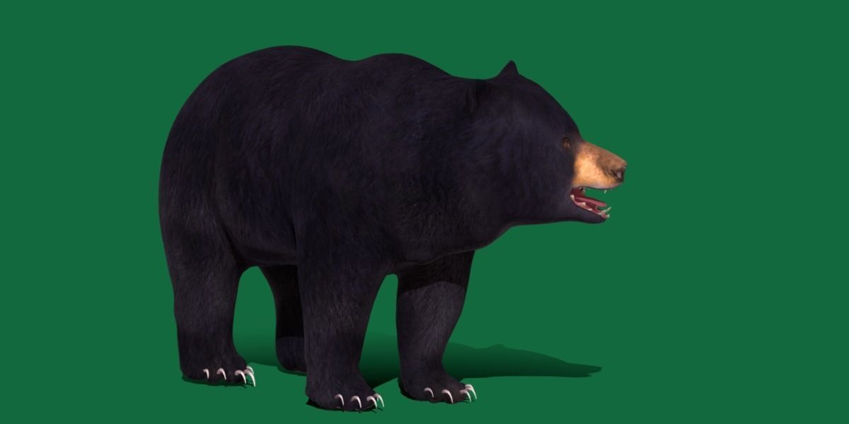 Louisiana Black Bear 3D model_32