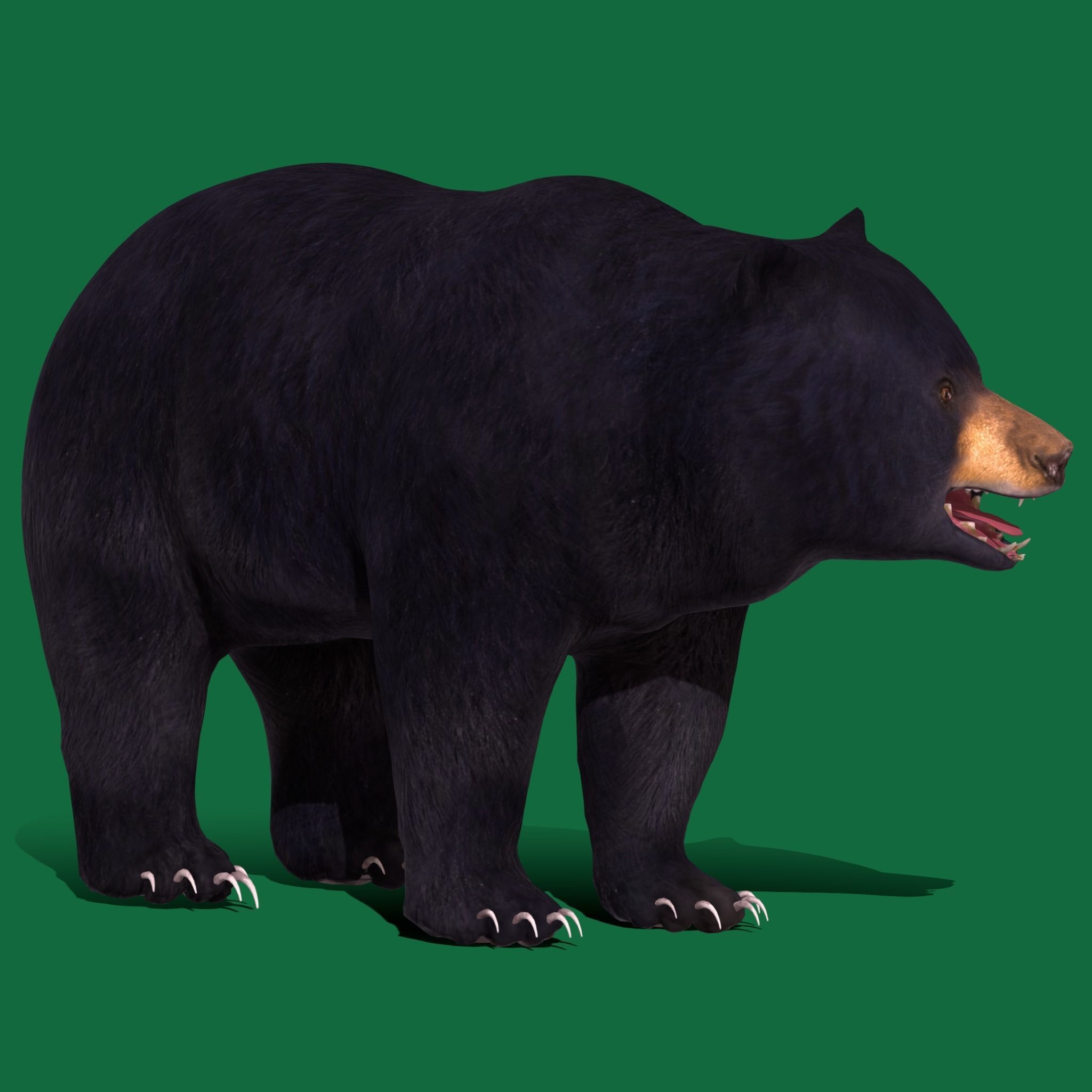 Louisiana Black Bear 3D model_22