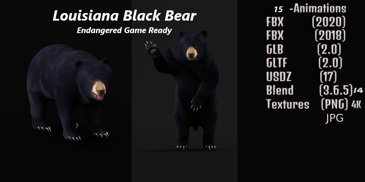 Louisiana Black Bear 3D model_2