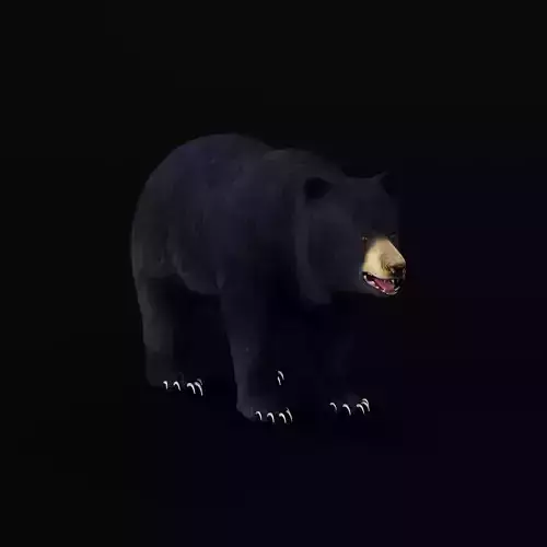 Louisiana Black Bear