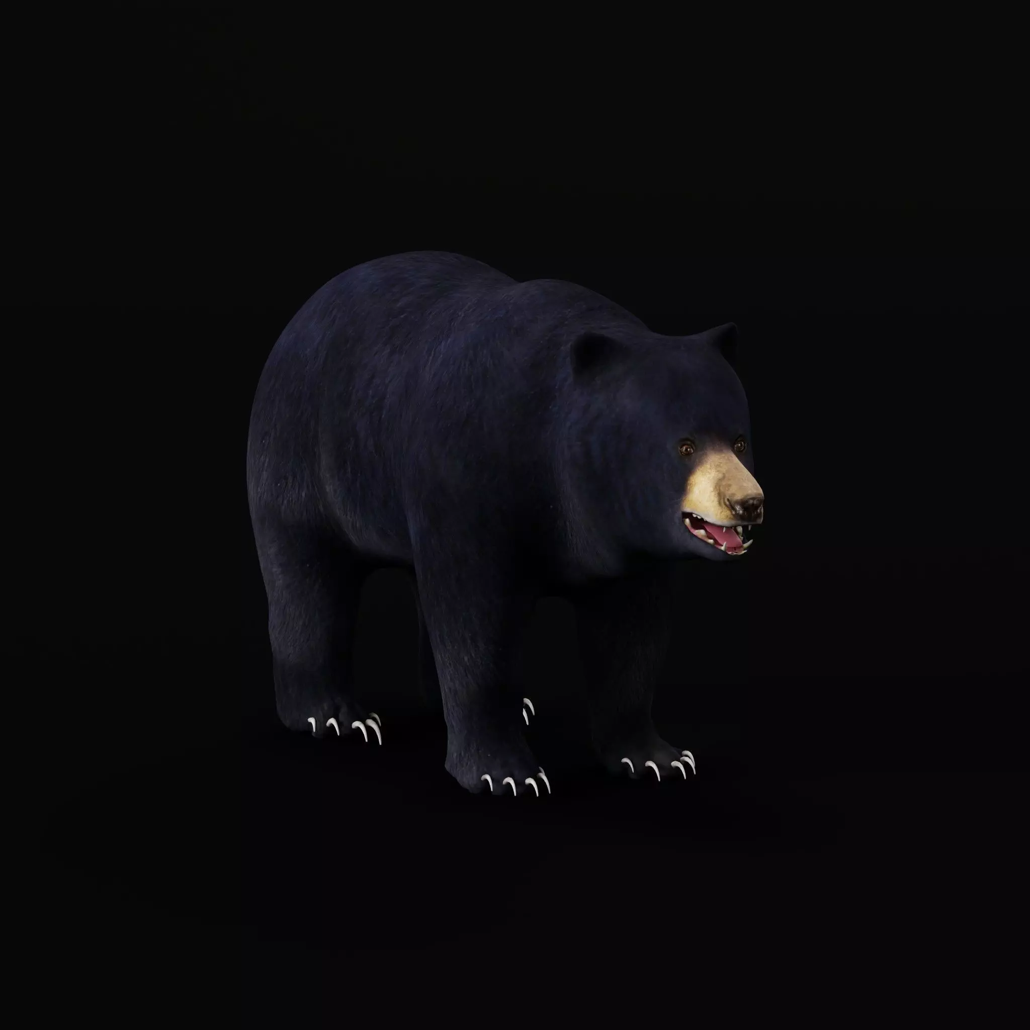 Louisiana Black Bear 3D model_0