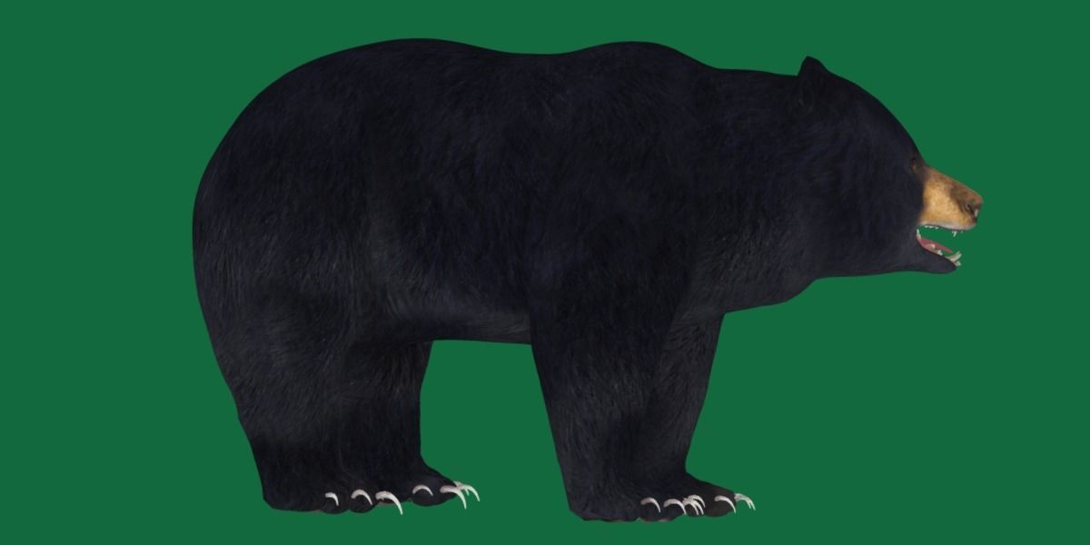 Louisiana Black Bear 3D model_29