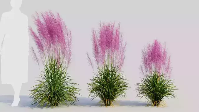 Muhly grass b 3D model