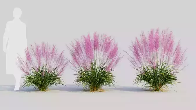 Muhly grass c