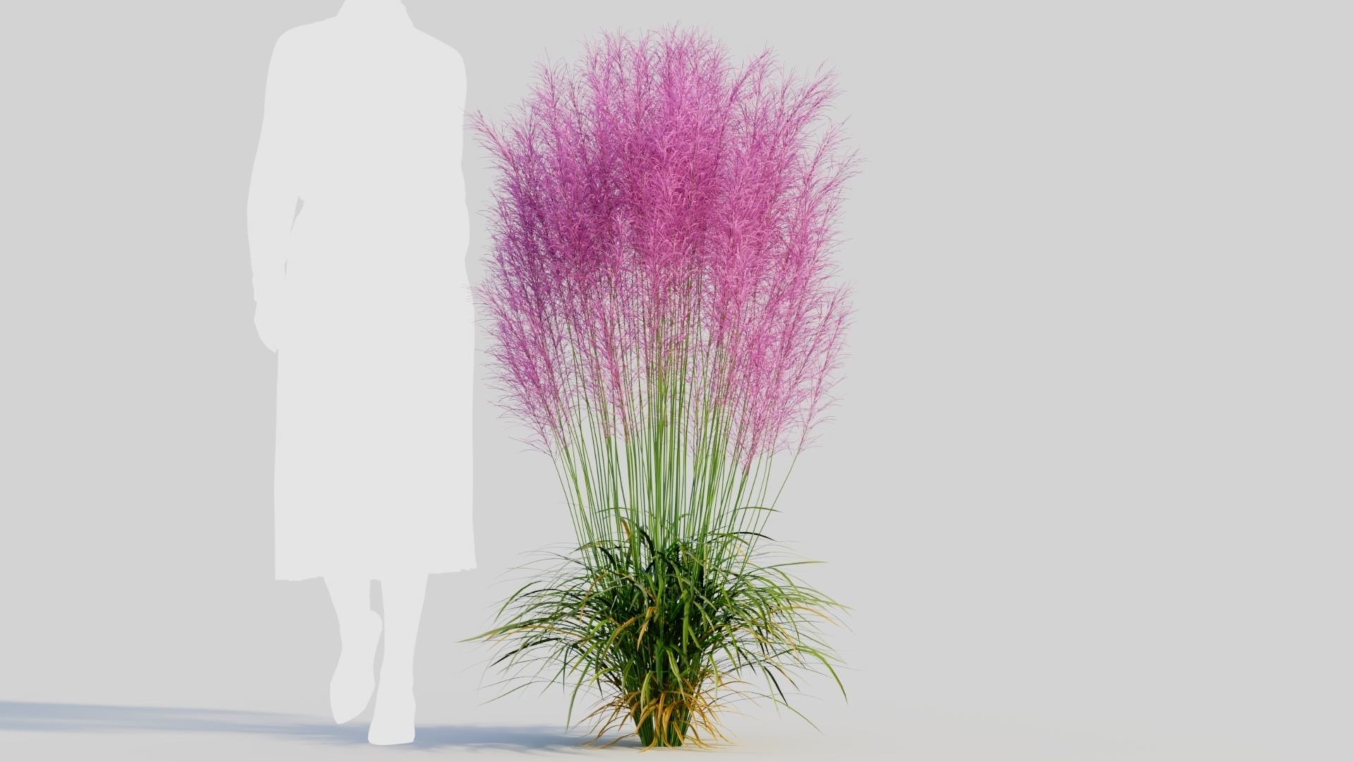 Muhly grass d 3D model_7