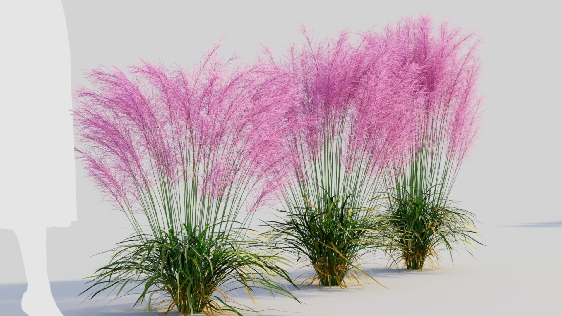 Muhly grass d 3D model_3