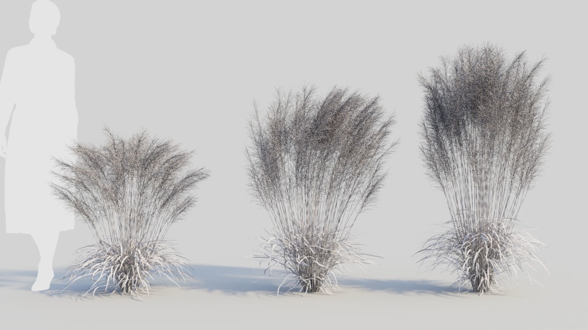Muhly grass d 3D model_8