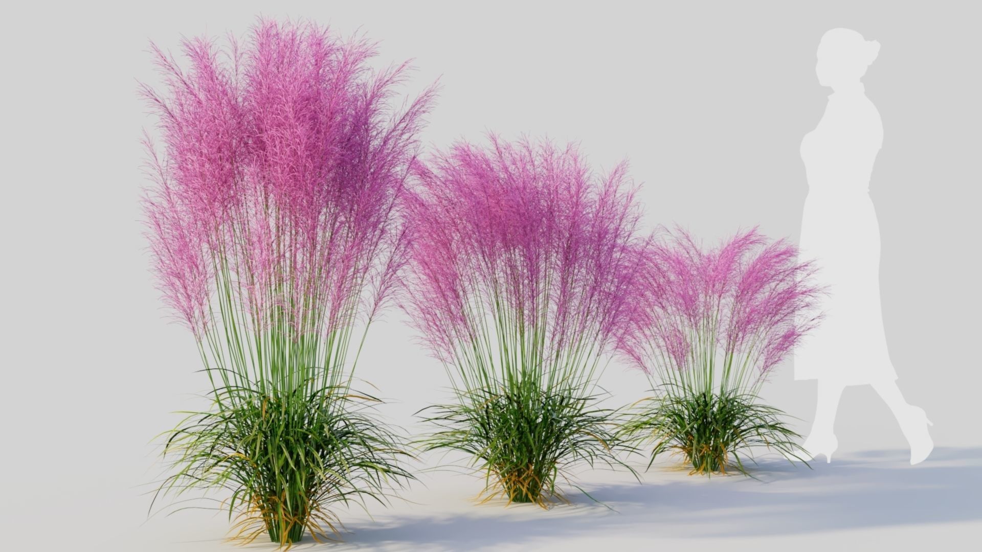 Muhly grass d 3D model_4