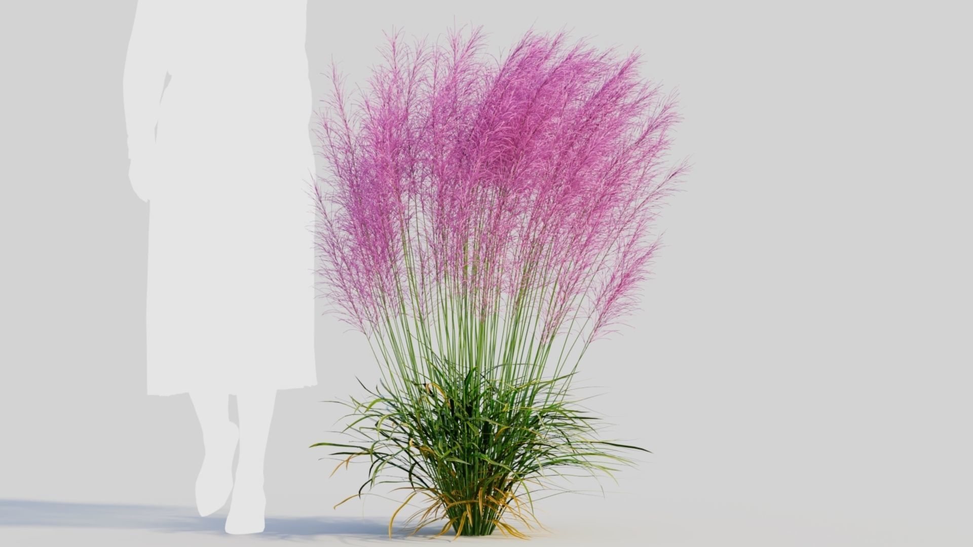 Muhly grass d 3D model_6