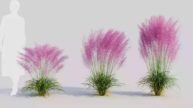 Muhly grass d