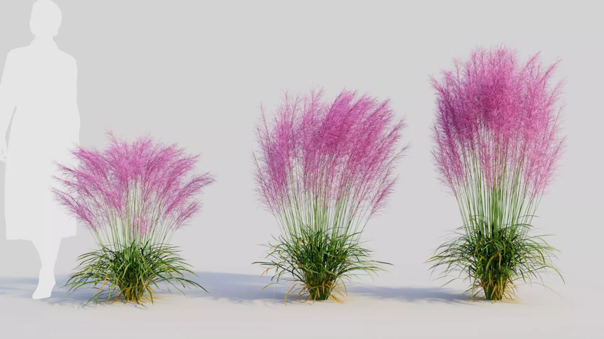 Muhly grass d 3D model_0