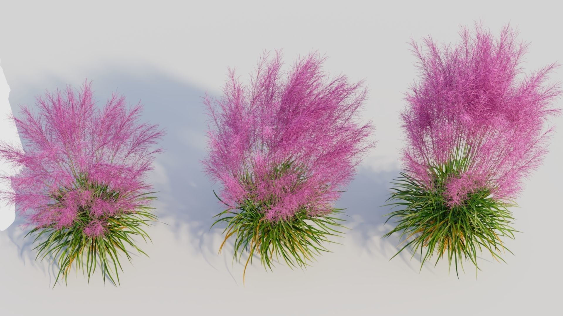 Muhly grass d 3D model_2