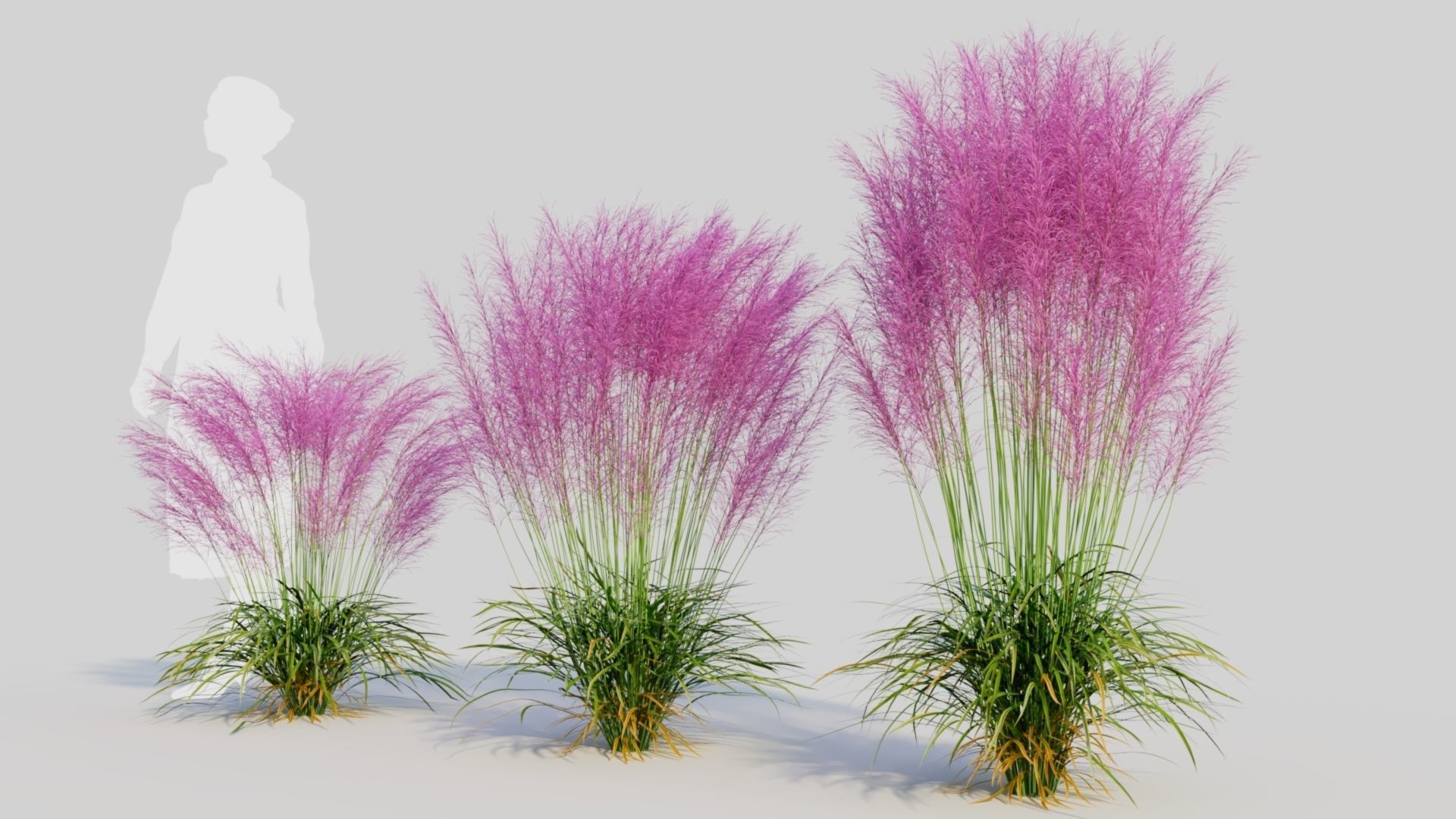 Muhly grass d 3D model_1