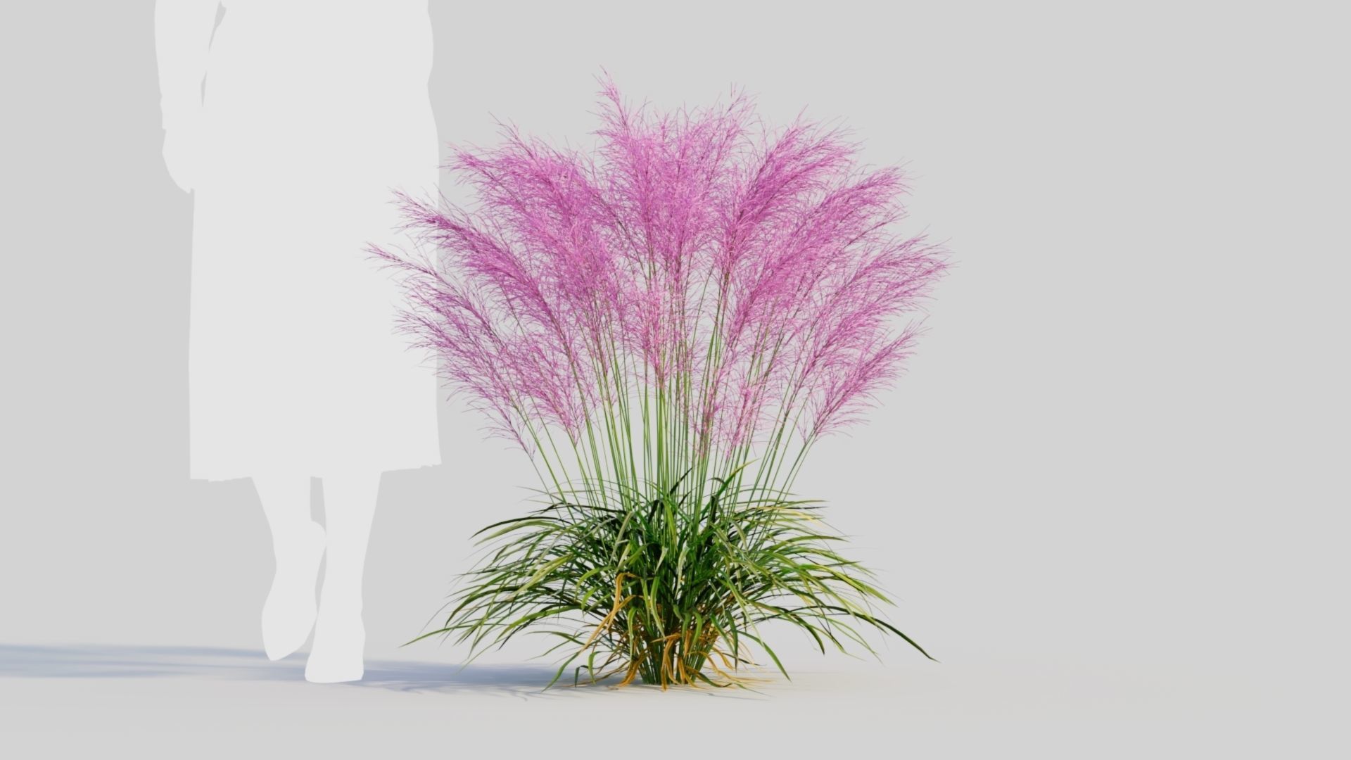Muhly grass d 3D model_5
