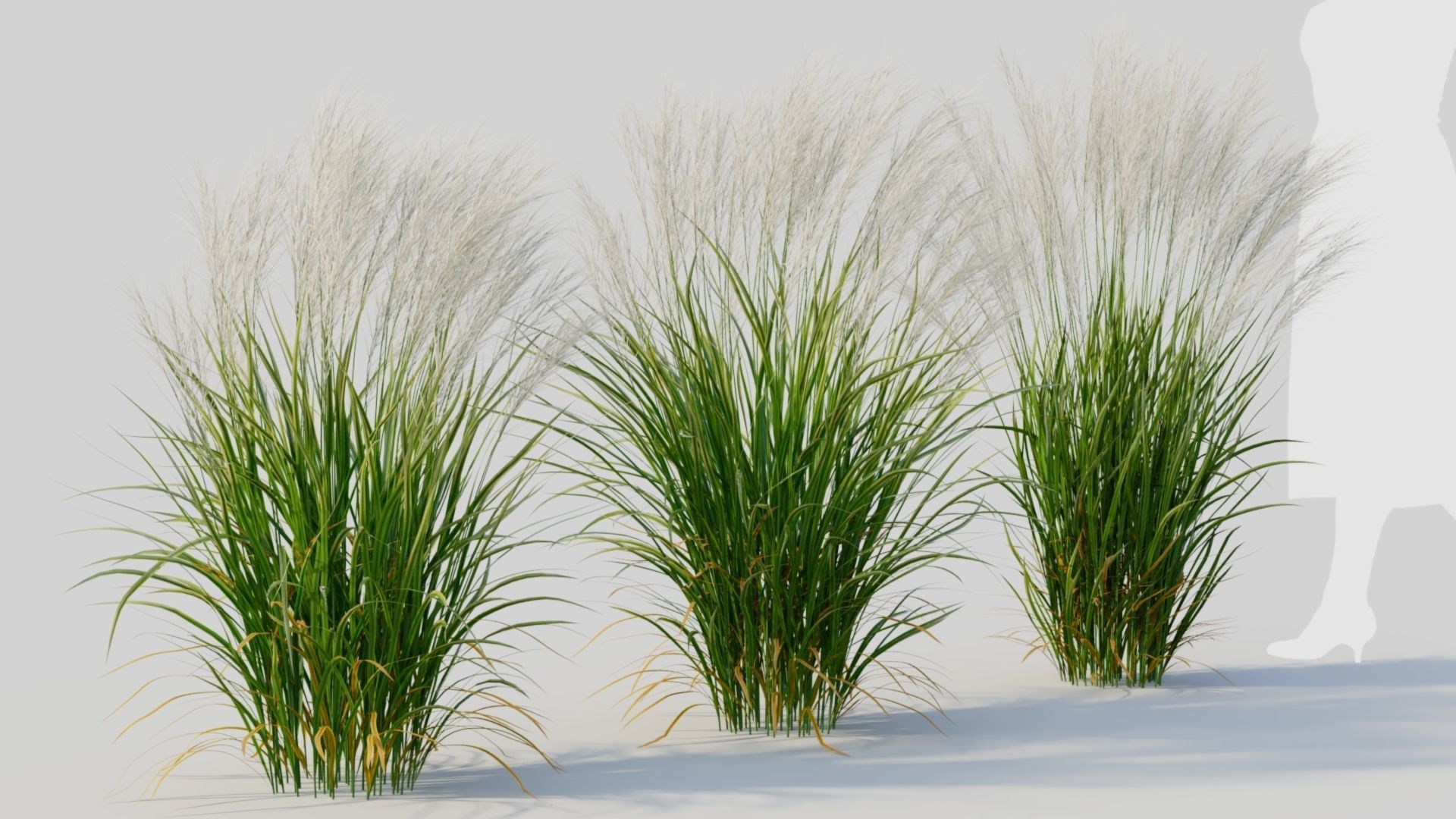 Nassella tenuissima a 3D model_4