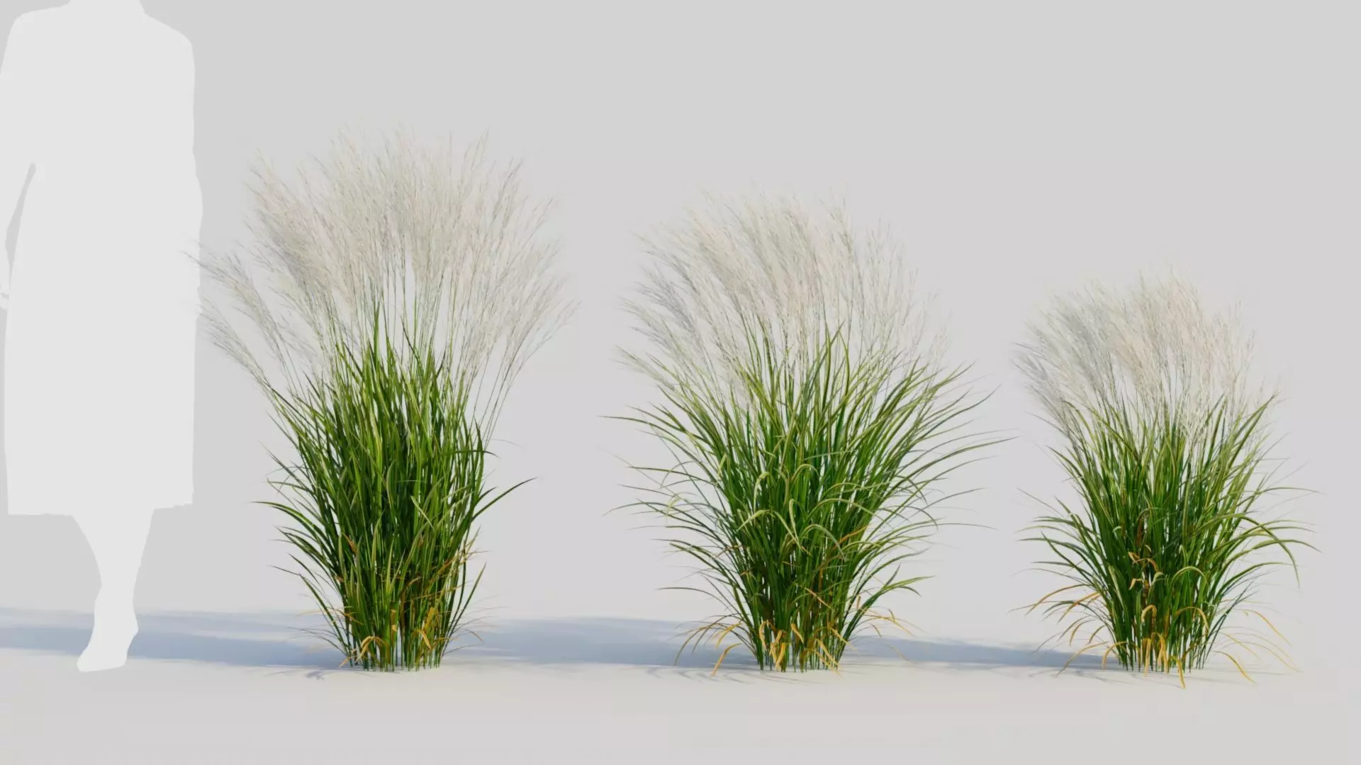 Nassella tenuissima a 3D model_0