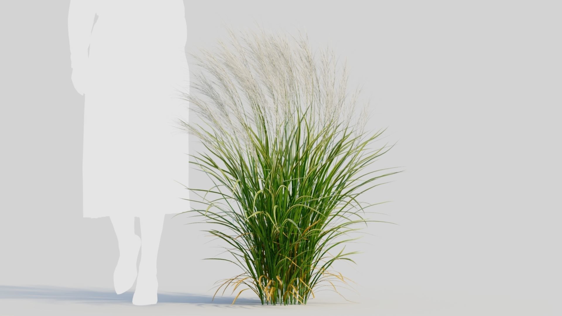 Nassella tenuissima a 3D model_6