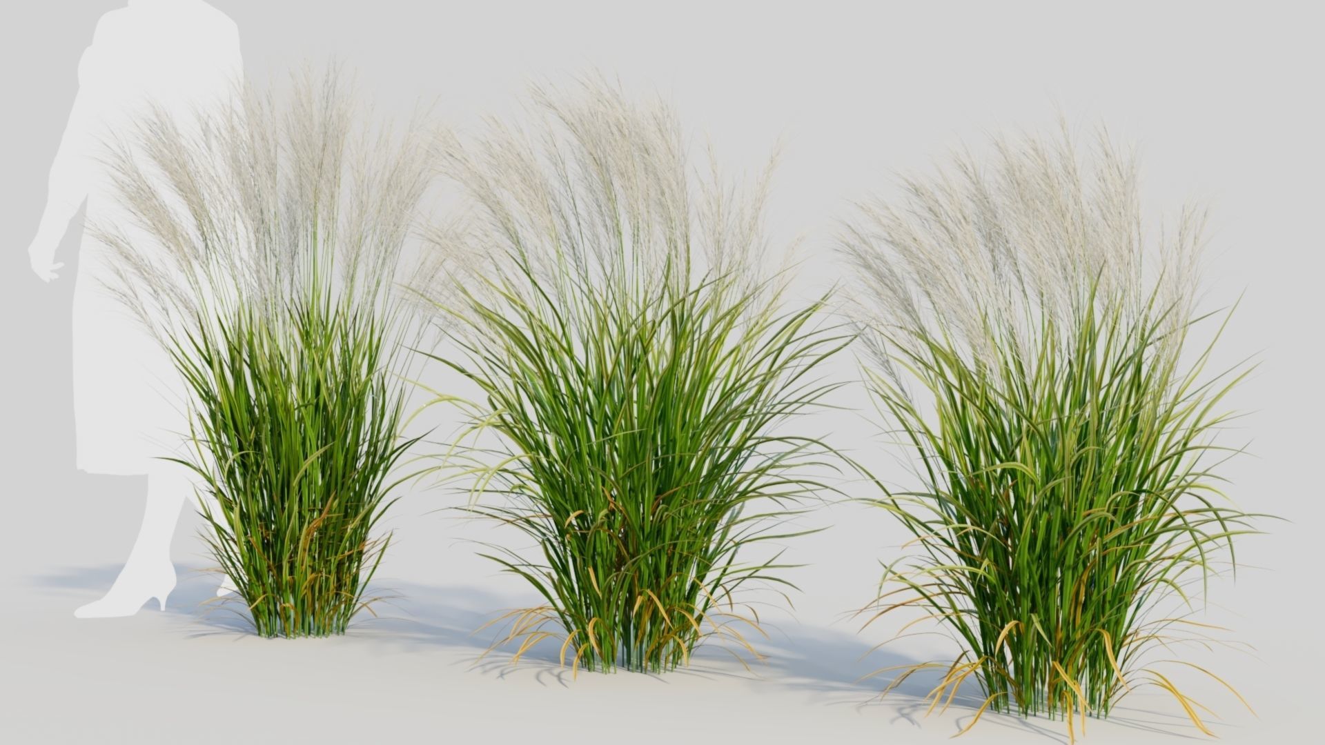 Nassella tenuissima a 3D model_1