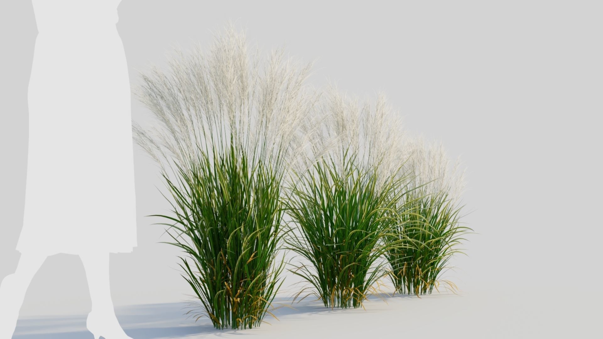 Nassella tenuissima a 3D model_3