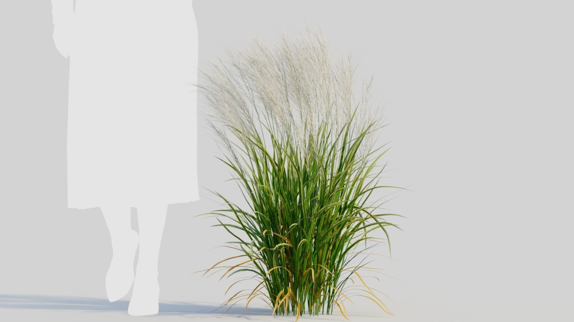 Nassella tenuissima a 3D model_7