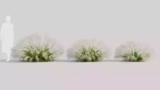 Nassella tenuissima b