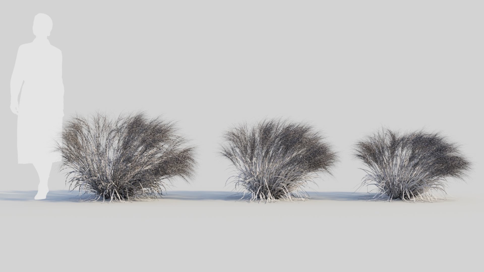 Nassella tenuissima c 3D model_8