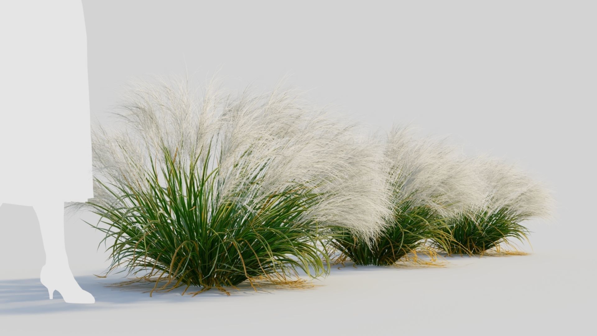 Nassella tenuissima c 3D model_3