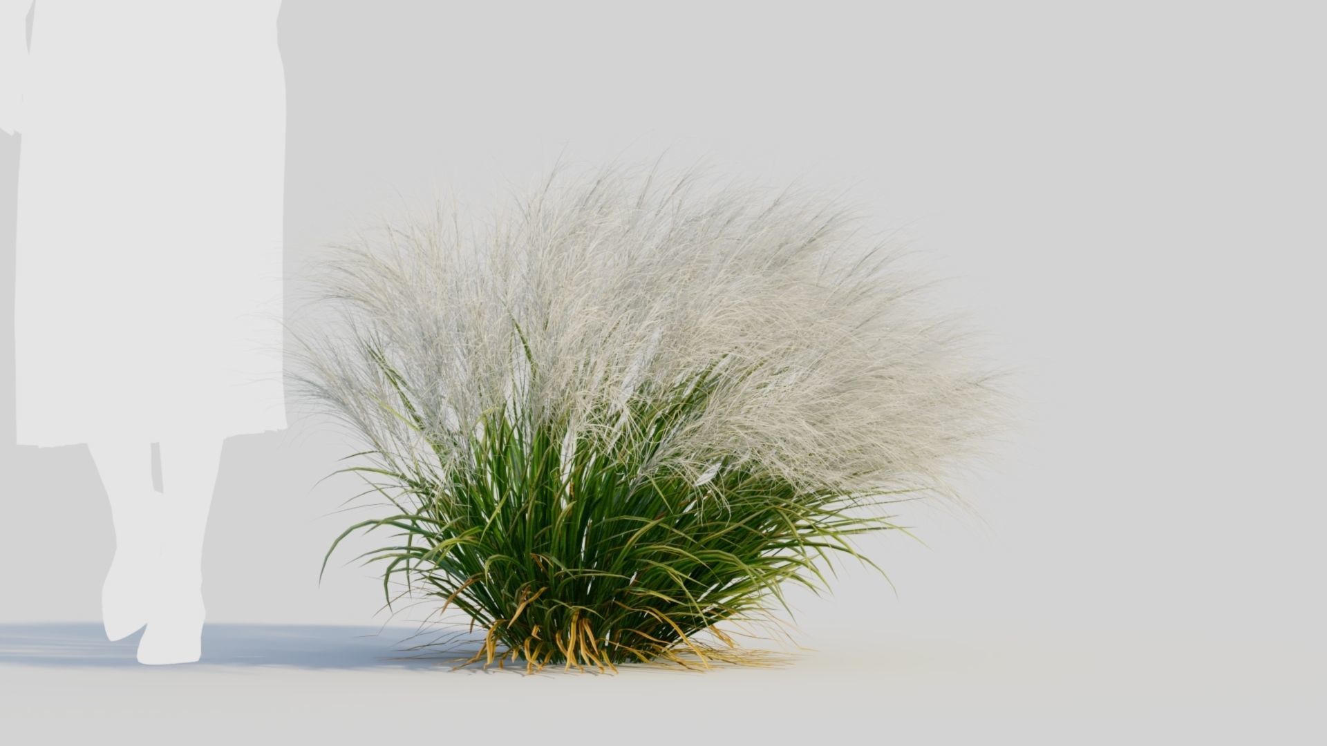 Nassella tenuissima c 3D model_6