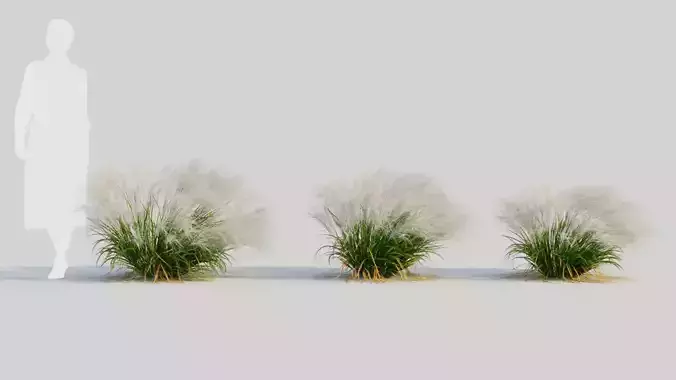 Nassella tenuissima c