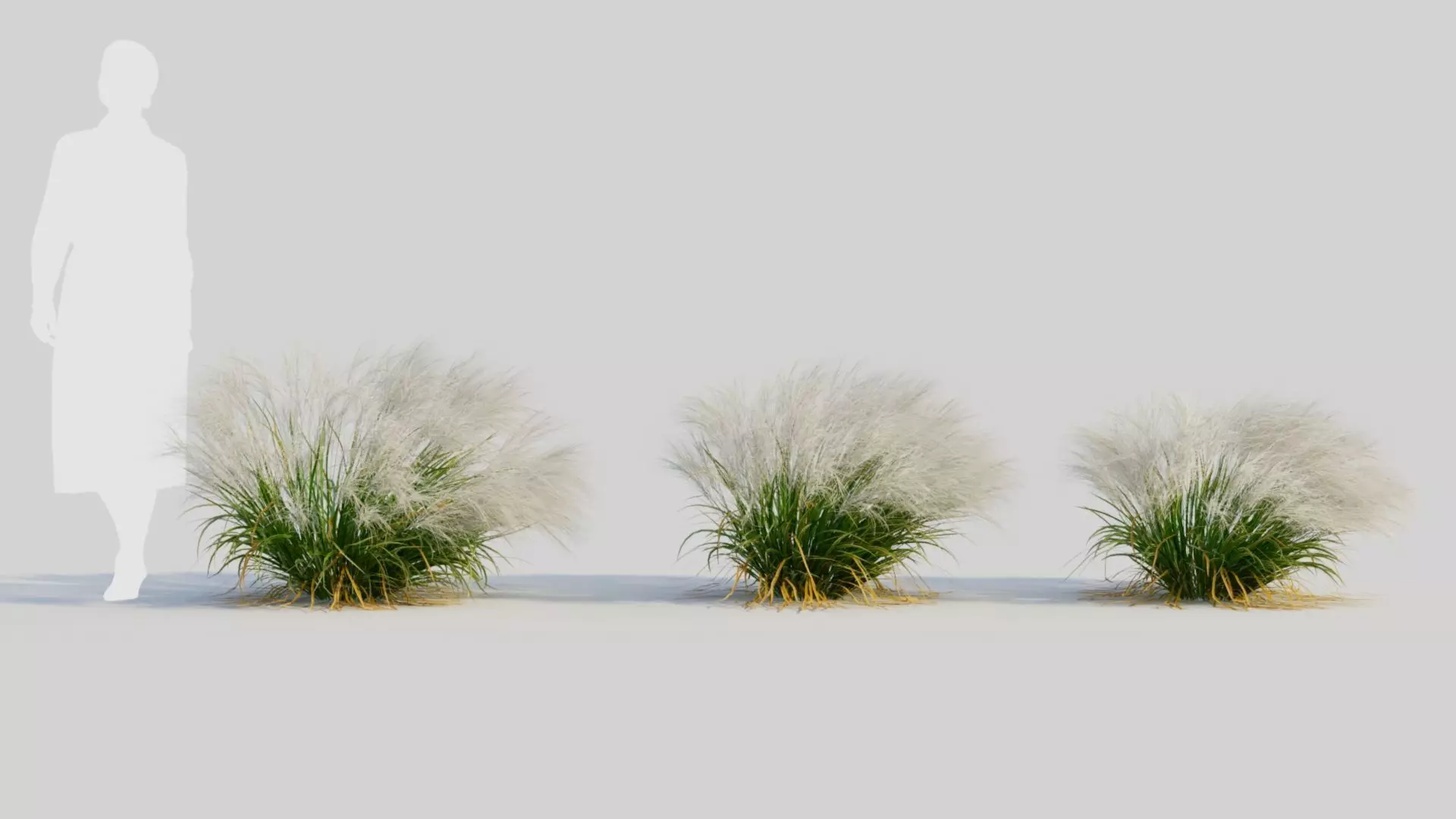 Nassella tenuissima c 3D model_0