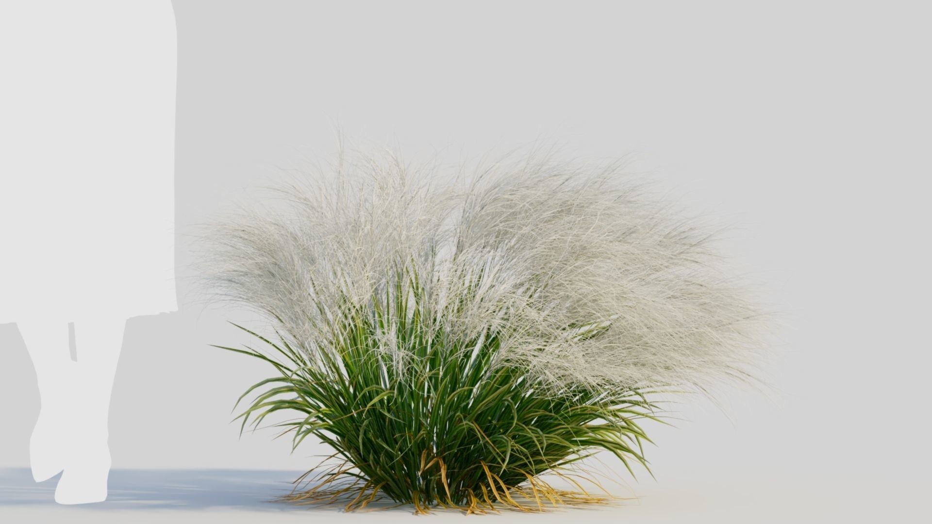 Nassella tenuissima c 3D model_7