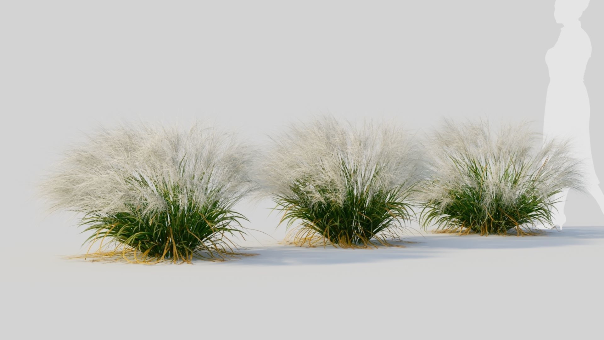 Nassella tenuissima c 3D model_4