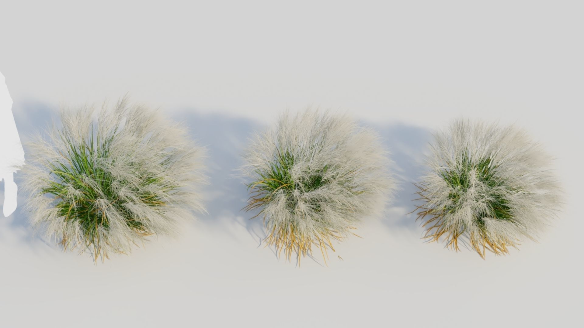 Nassella tenuissima c 3D model_2